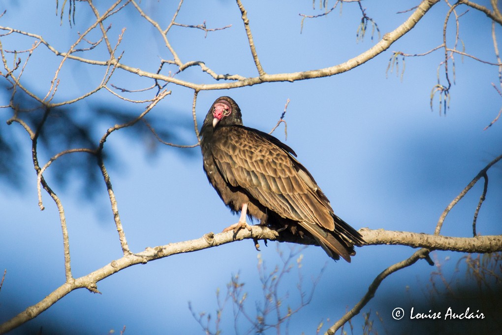 Turkey Vulture - Louise Auclair