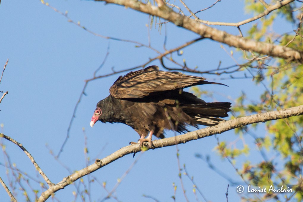 Turkey Vulture - ML29077381