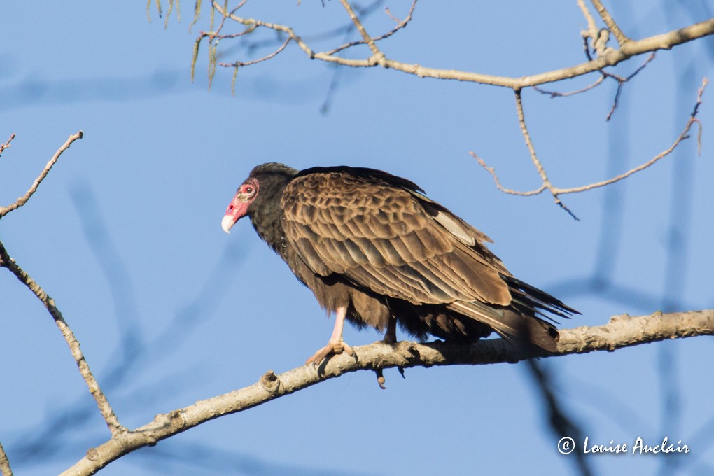 Turkey Vulture - ML29077391