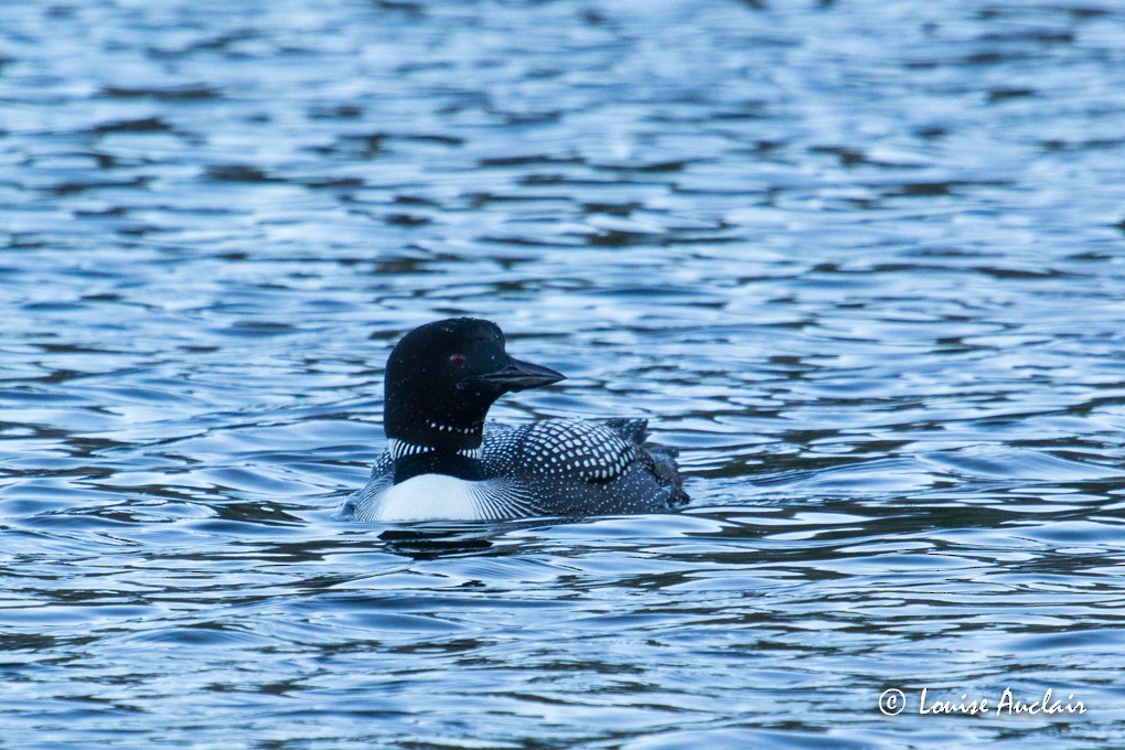 Common Loon - ML29077401