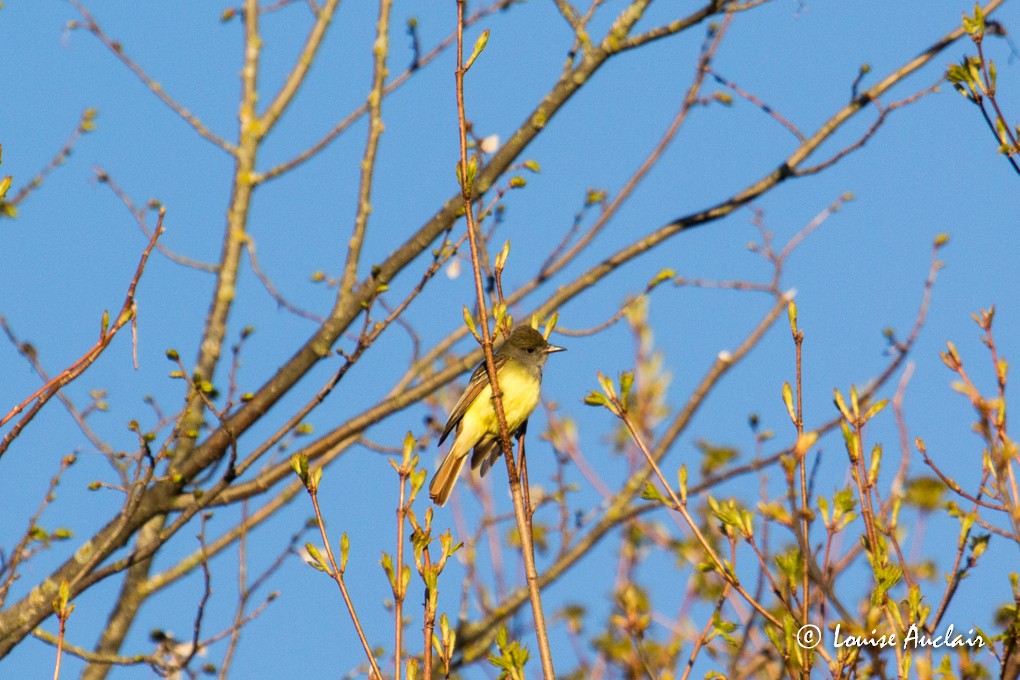 Great Crested Flycatcher - ML29077411