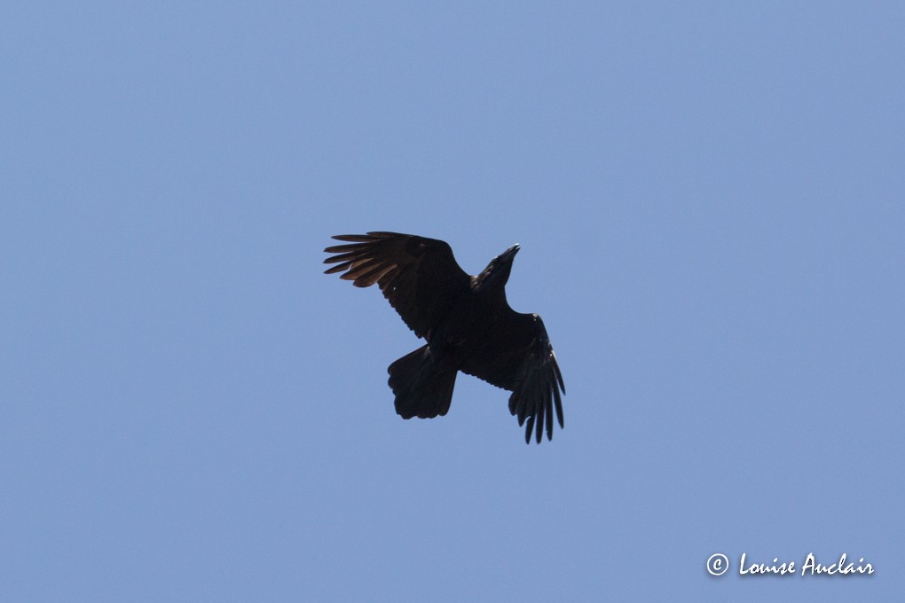 Common Raven - Louise Auclair