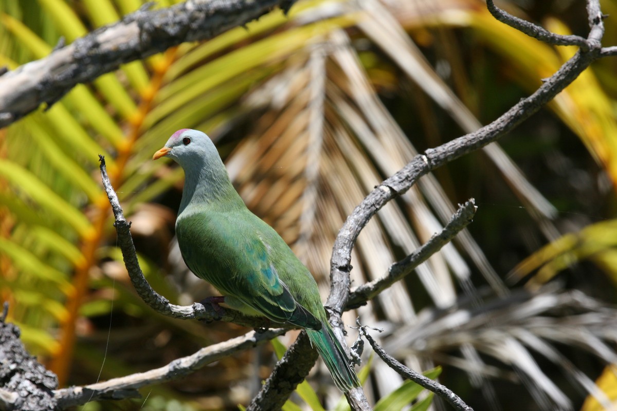 Atoll Fruit-Dove - Rick Schaefer