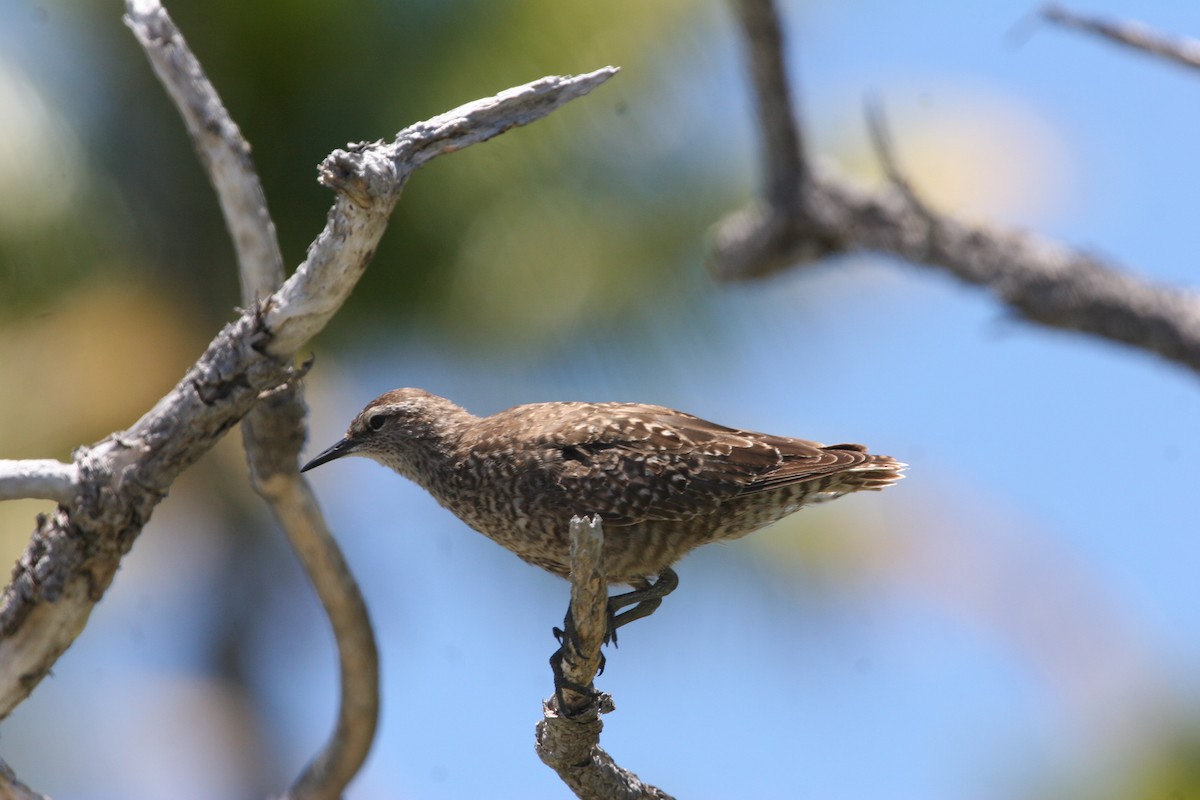 Tuamotu Sandpiper - ML290775351