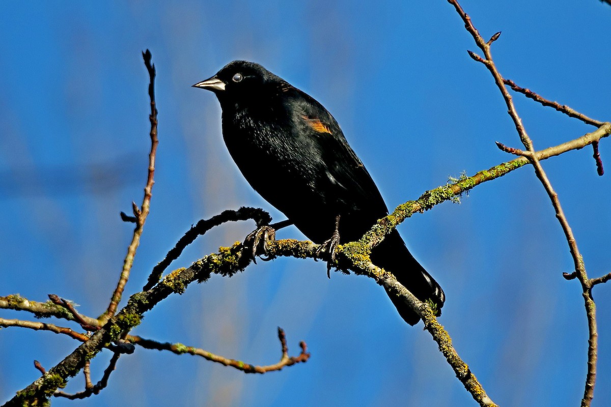 Red-winged Blackbird - Hank Heiberg