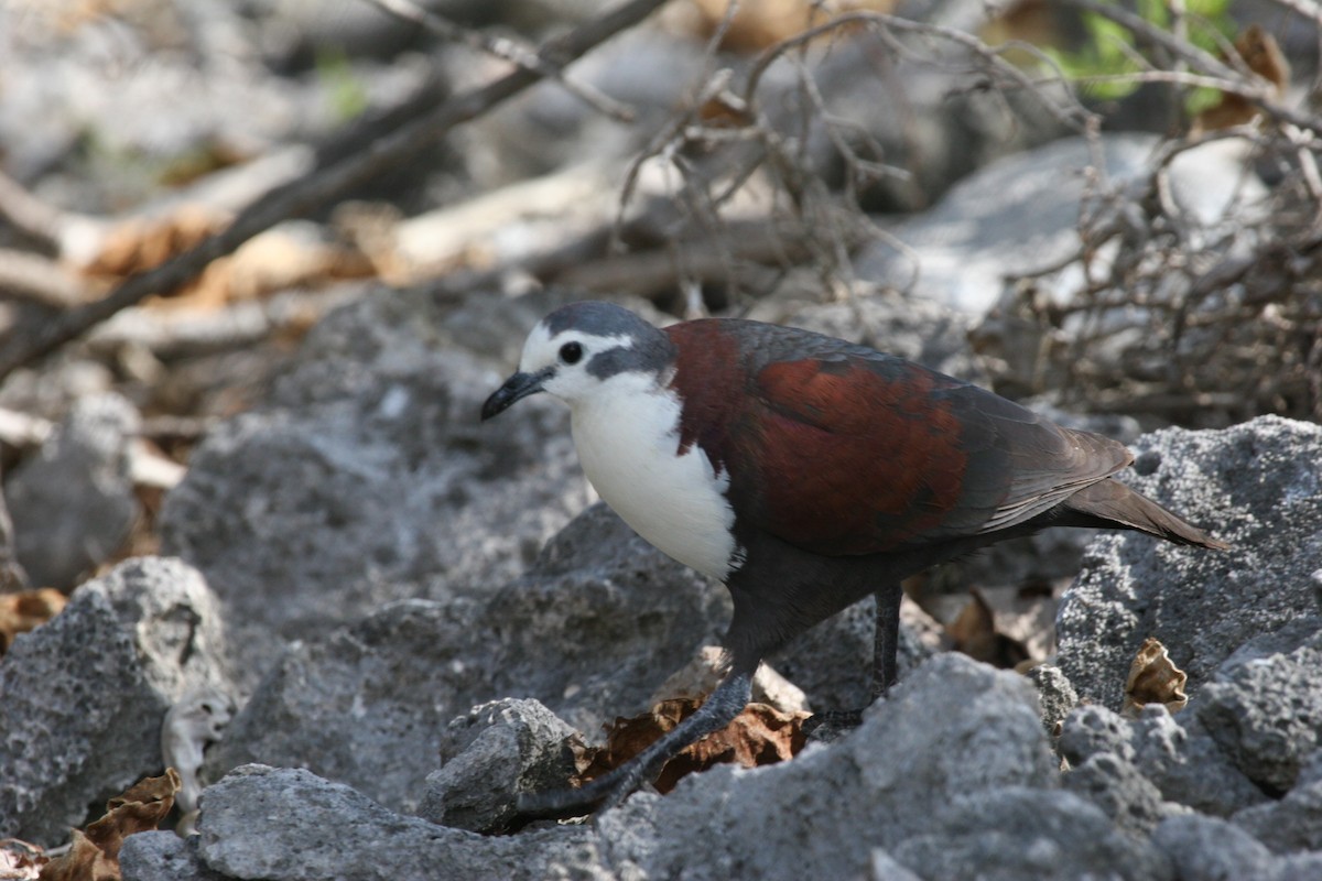 Polynesian Ground Dove - ML290777321