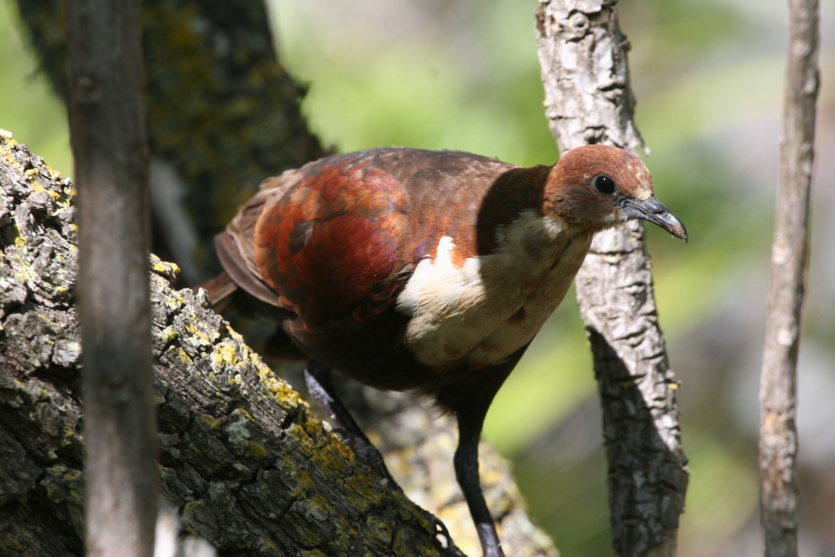 Polynesian Ground Dove - ML290777331