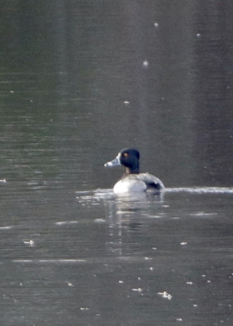 Ring-necked Duck - ML290777401