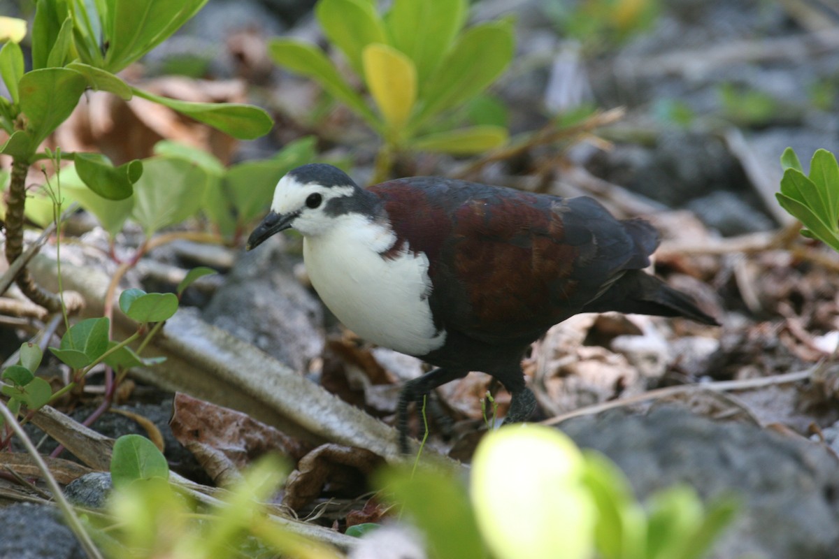 Polynesian Ground Dove - ML290777421