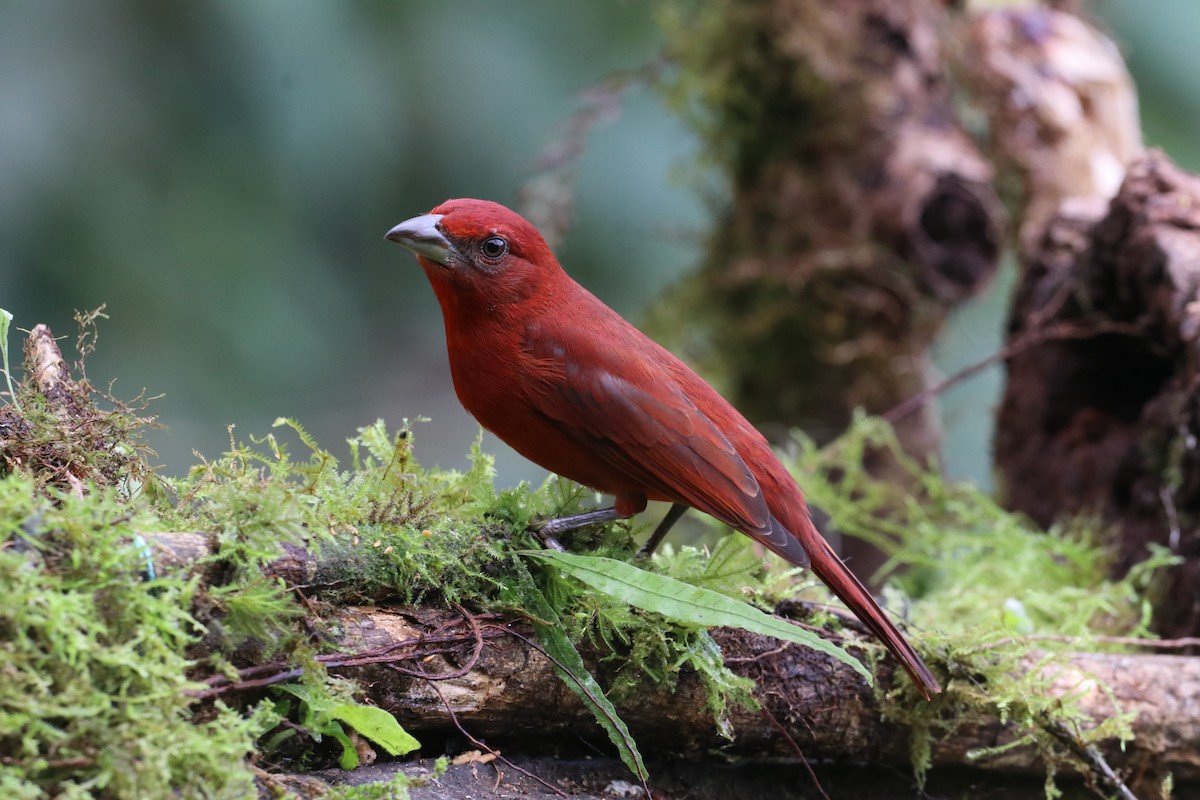 Hepatic Tanager - ML290779001