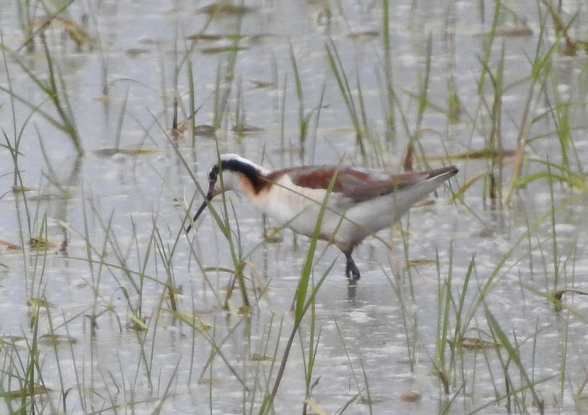 Falaropo Tricolor - ML29077901