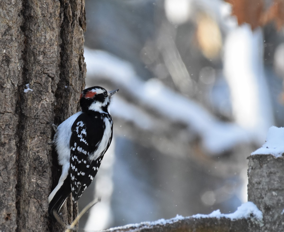 Hairy Woodpecker - Ken Milender