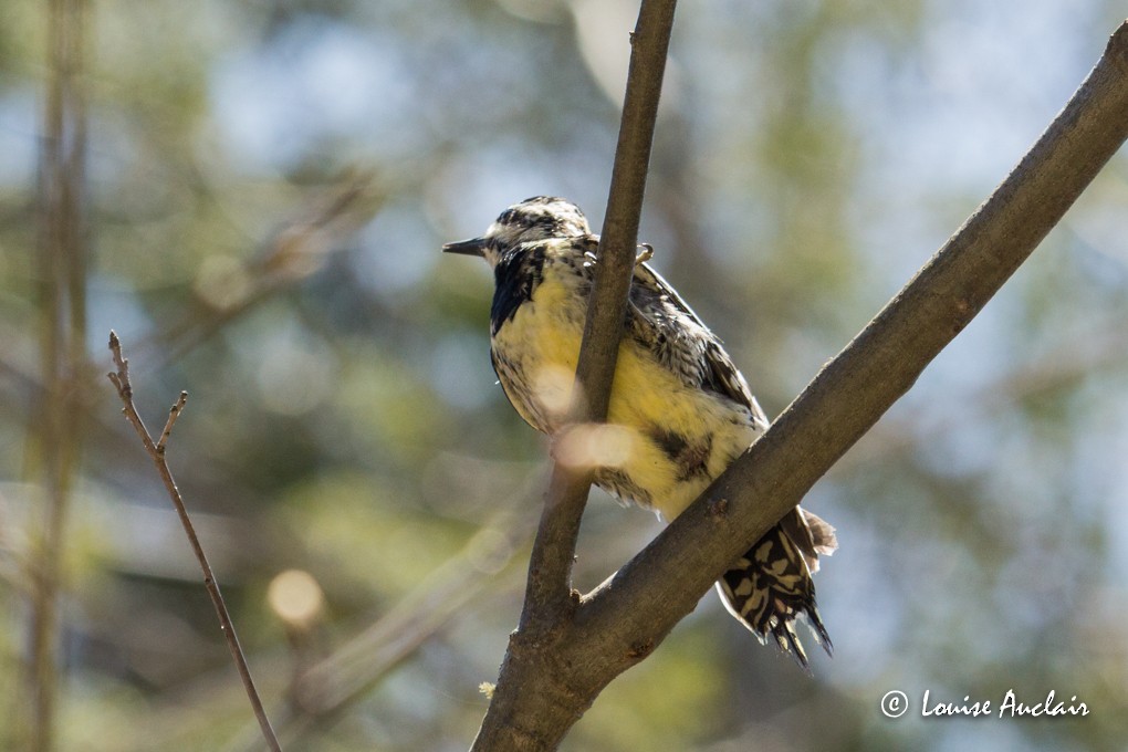 Yellow-bellied Sapsucker - Louise Auclair