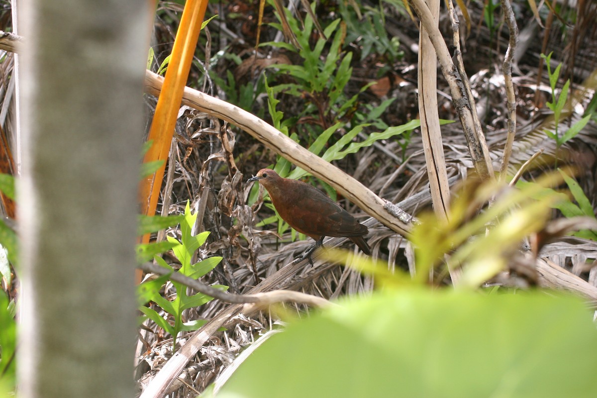 Polynesian Ground Dove - ML290779651