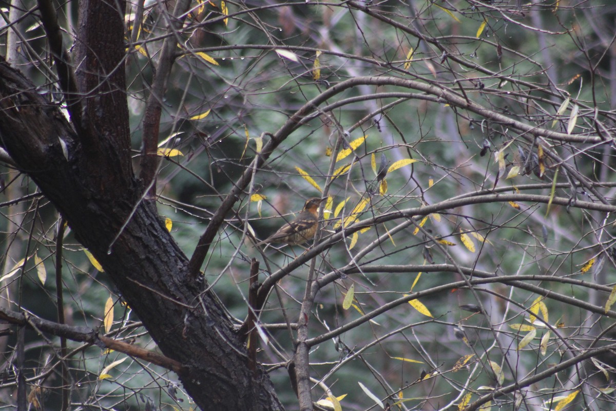 Varied Thrush - ML290781351