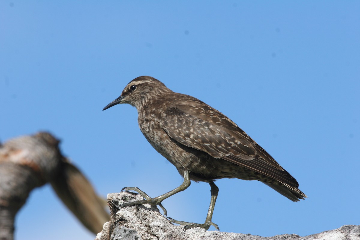 Tuamotu Sandpiper - ML290781811