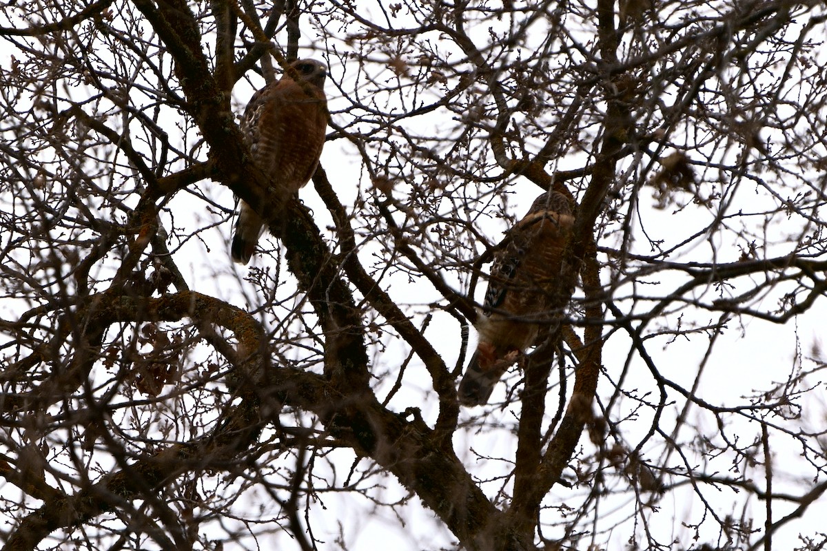 Red-shouldered Hawk - Mark Mushkat