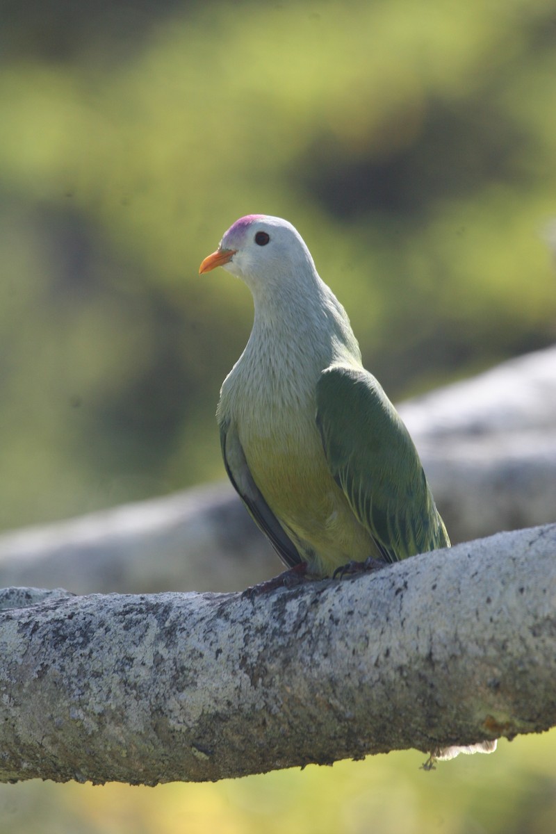 Atoll Fruit-Dove - ML290781921