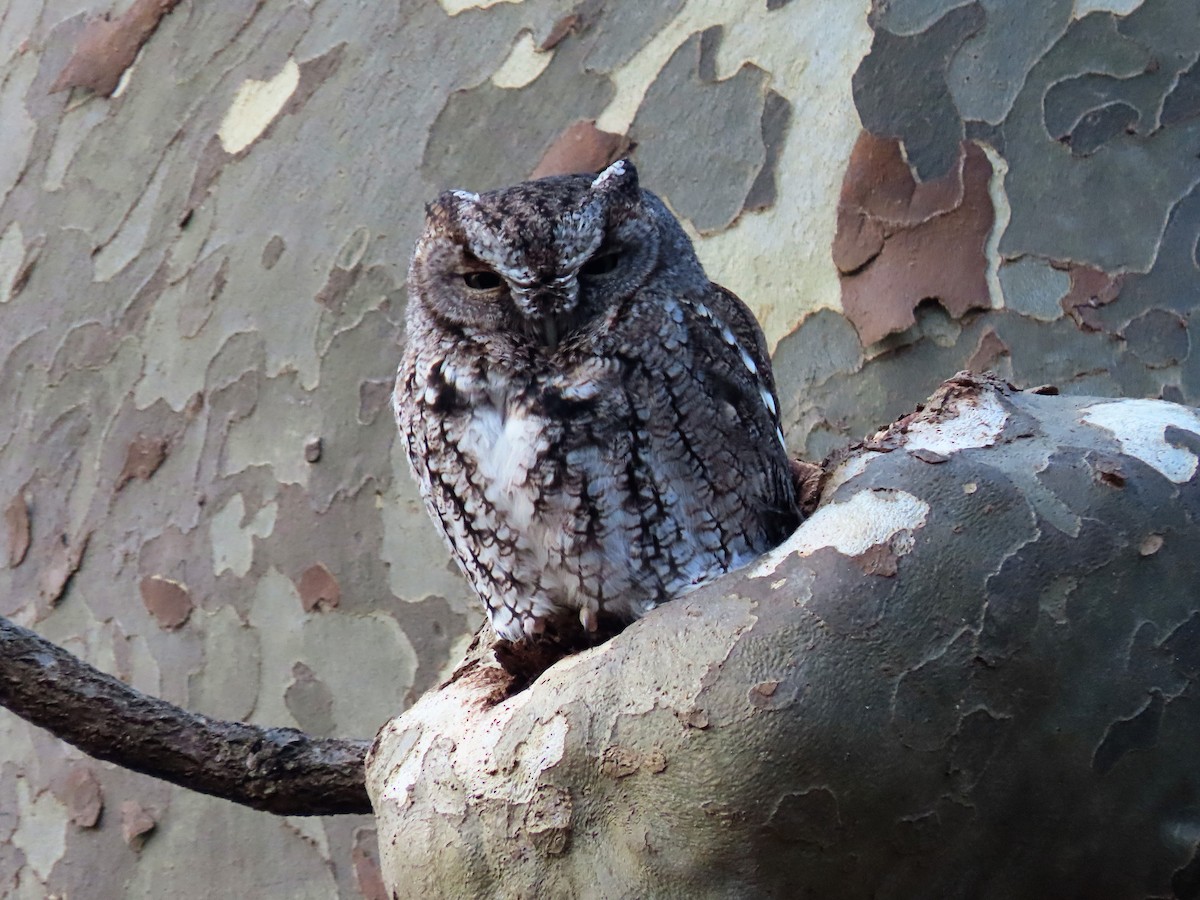 Eastern Screech-Owl - Phil Lehman