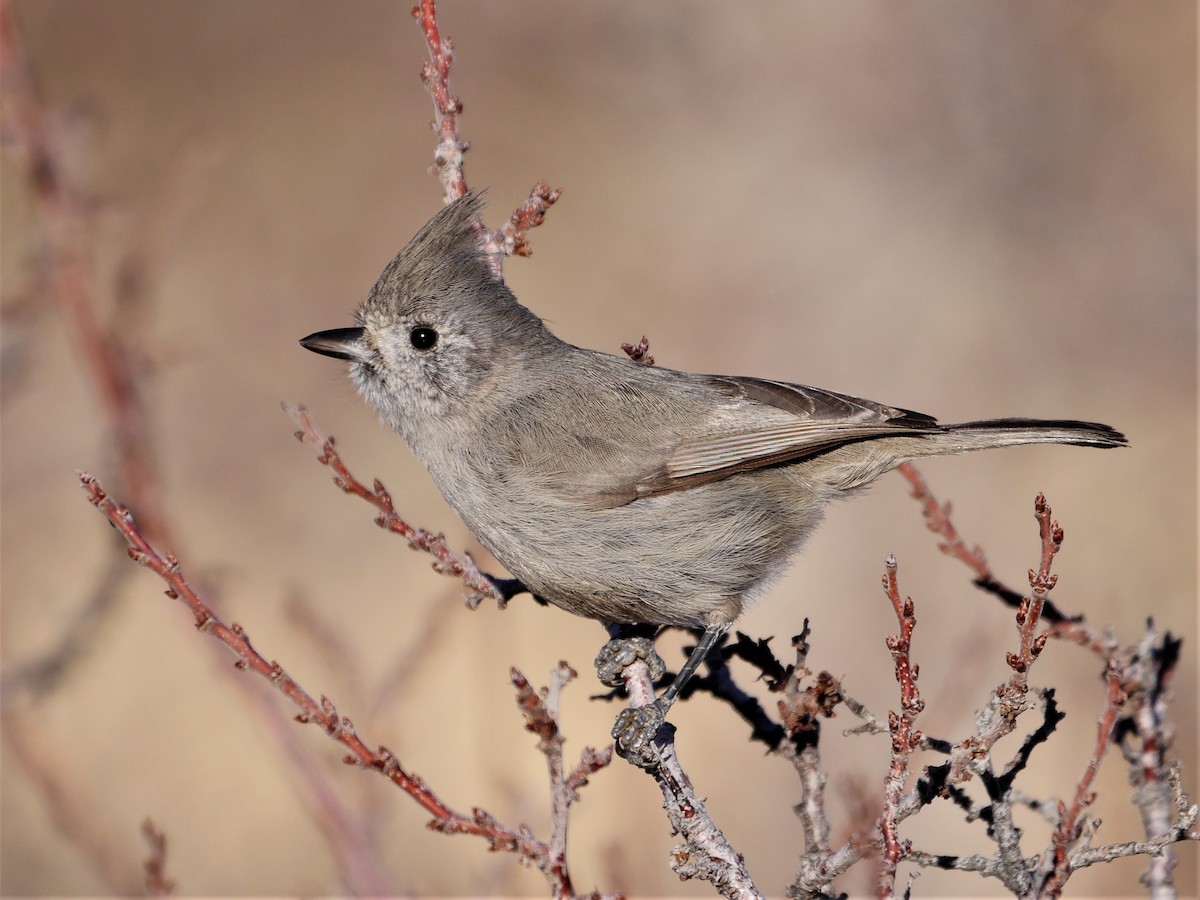 Juniper Titmouse - ML290783251