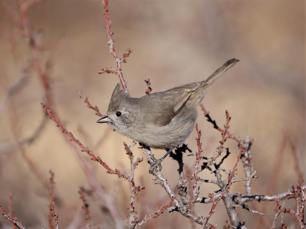 Juniper Titmouse - ML290783261