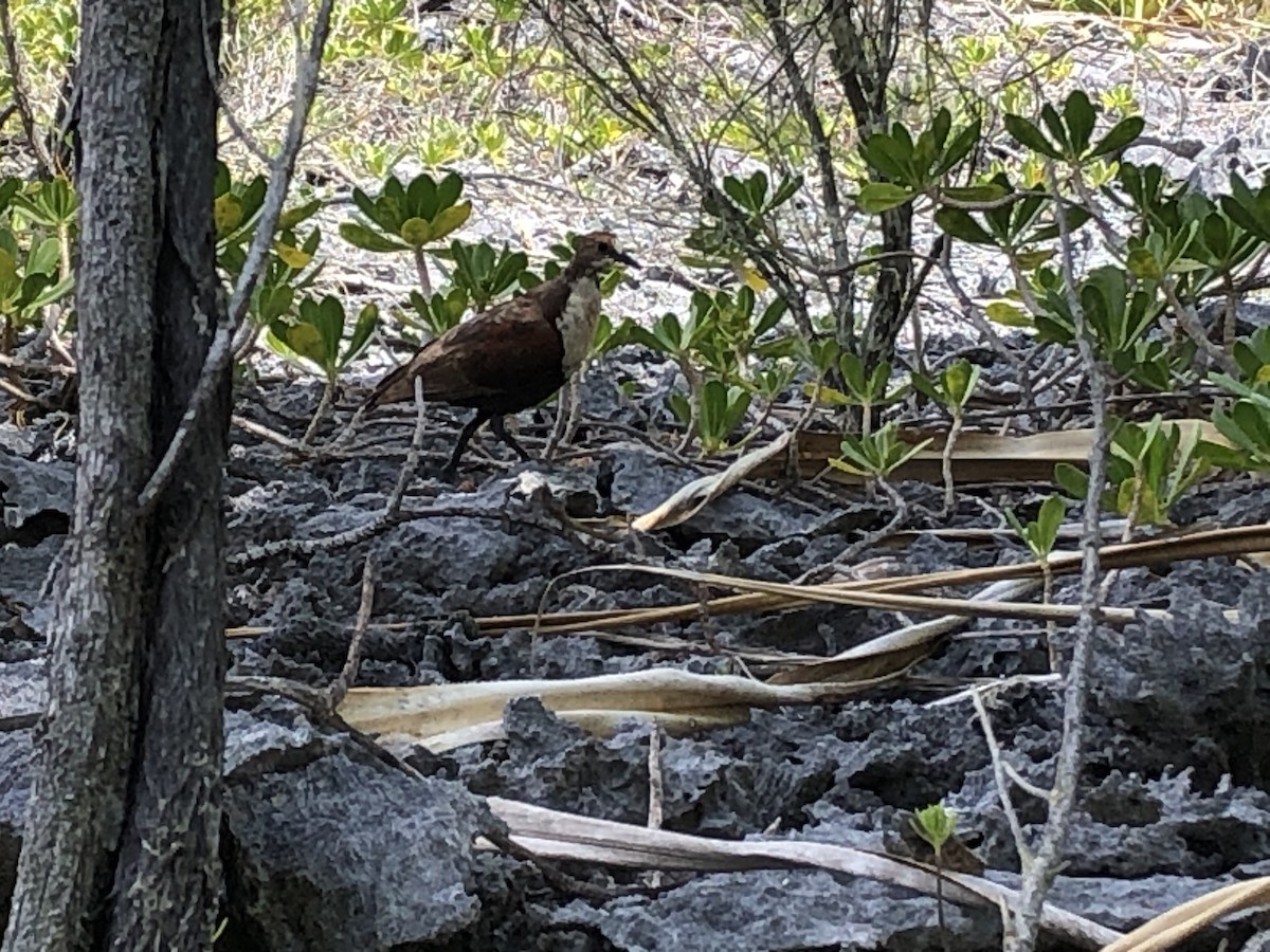 Polynesian Ground Dove - ML290785011