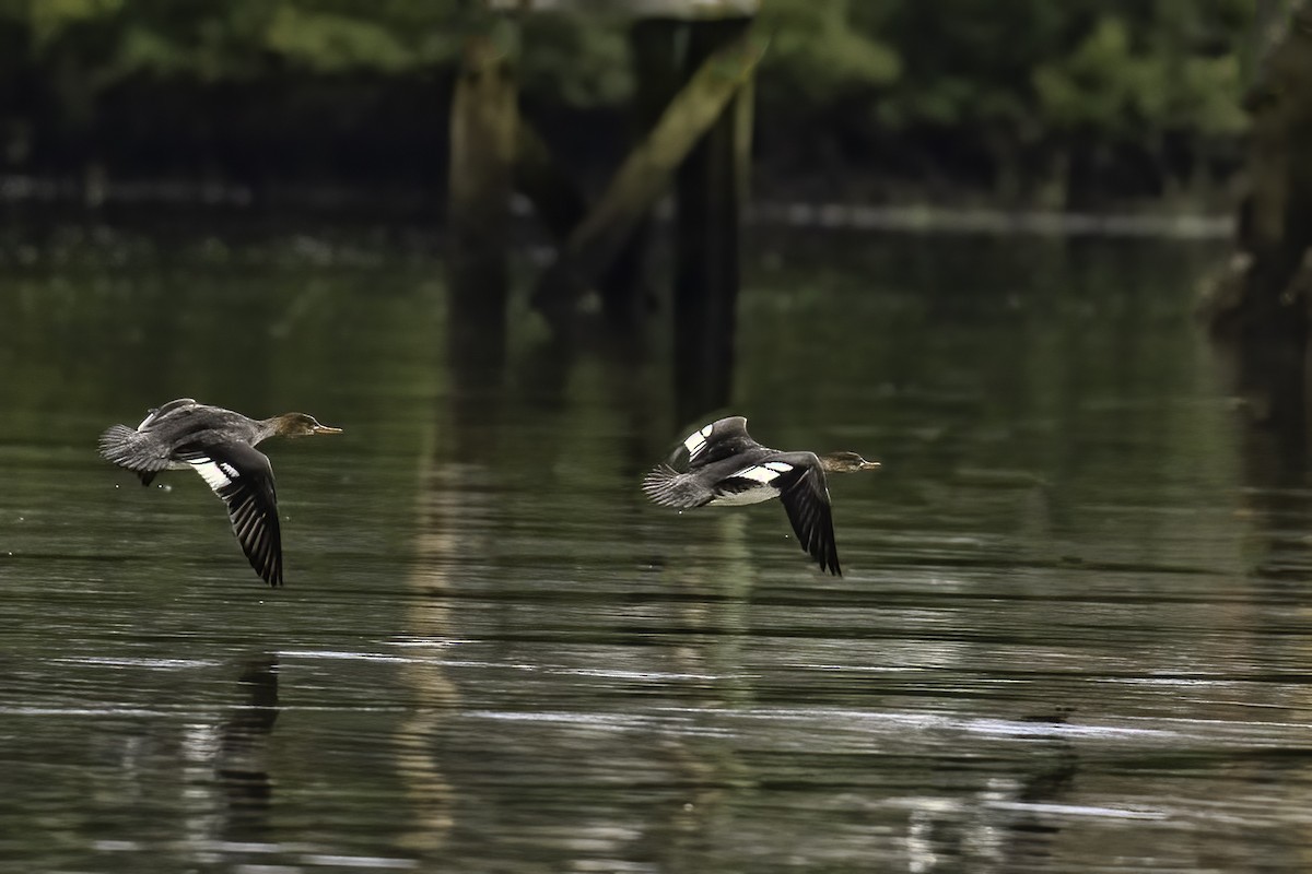 Red-breasted Merganser - Catherine Calabria