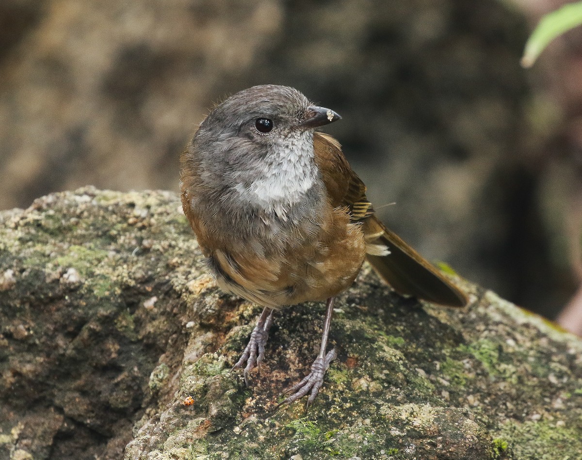 Olive Whistler - ML290785491