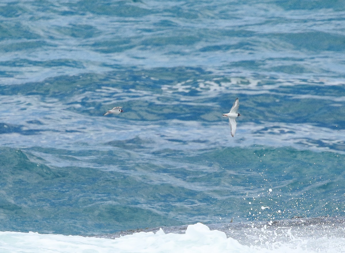 Hooded Plover - ML290786891