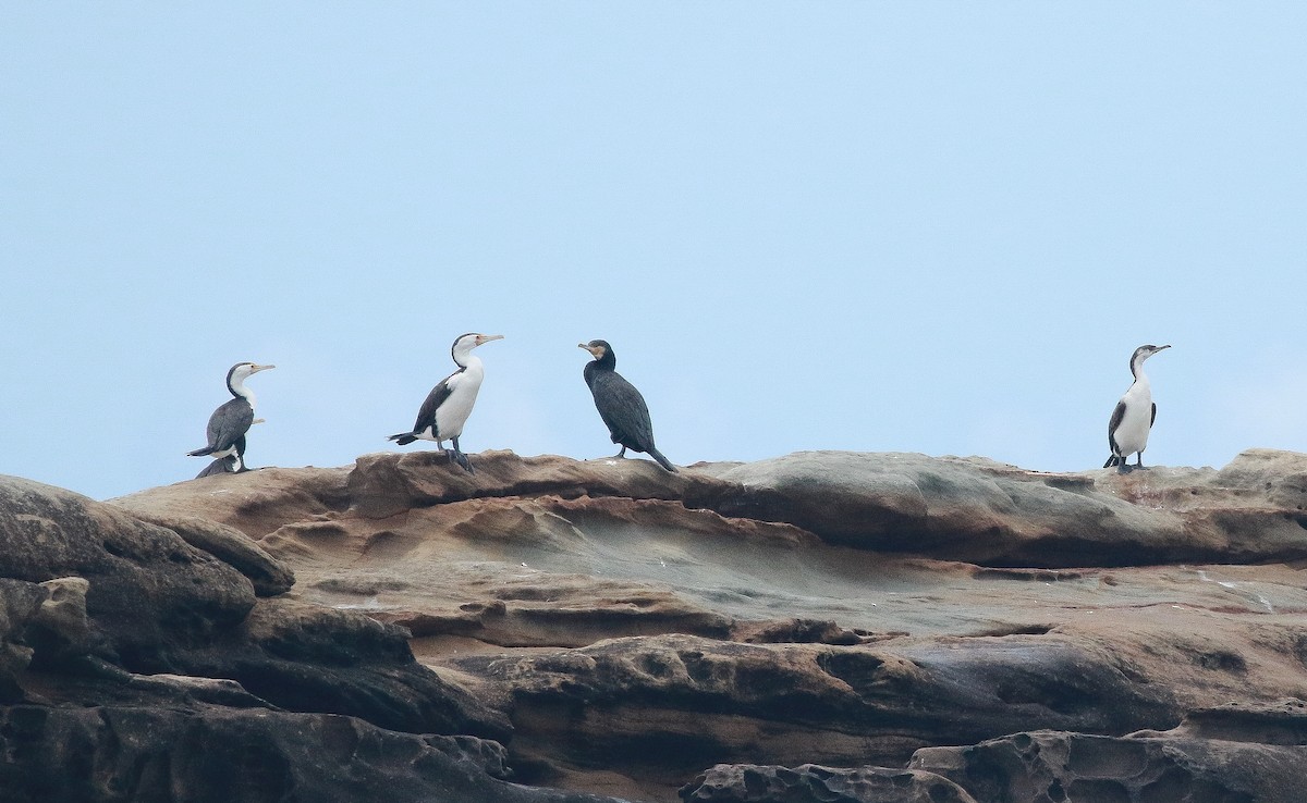 Black-faced Cormorant - ML290786901