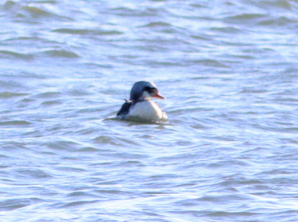 King Eider - ML290787241