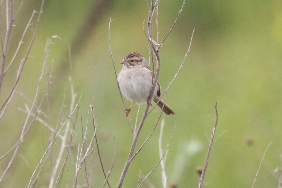 Brewer's Sparrow - ML29078761