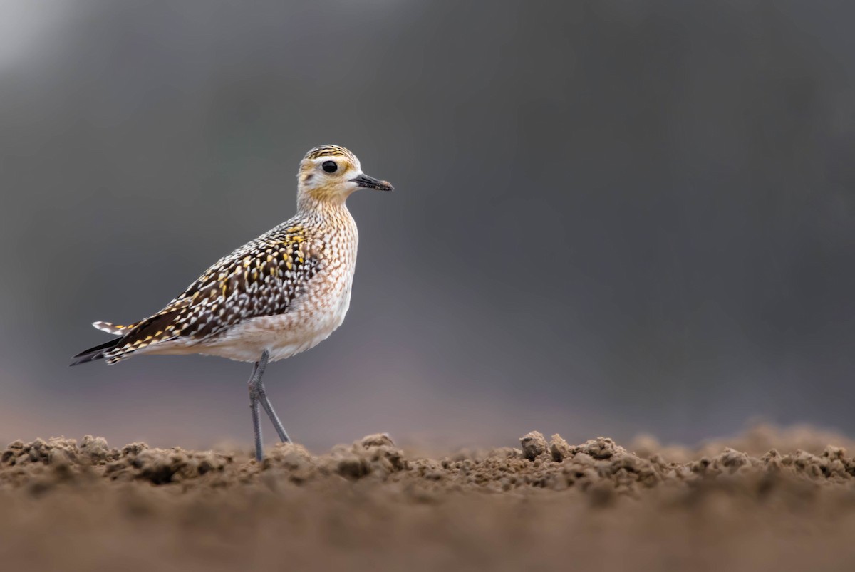 Pacific Golden-Plover - Zebedee Muller