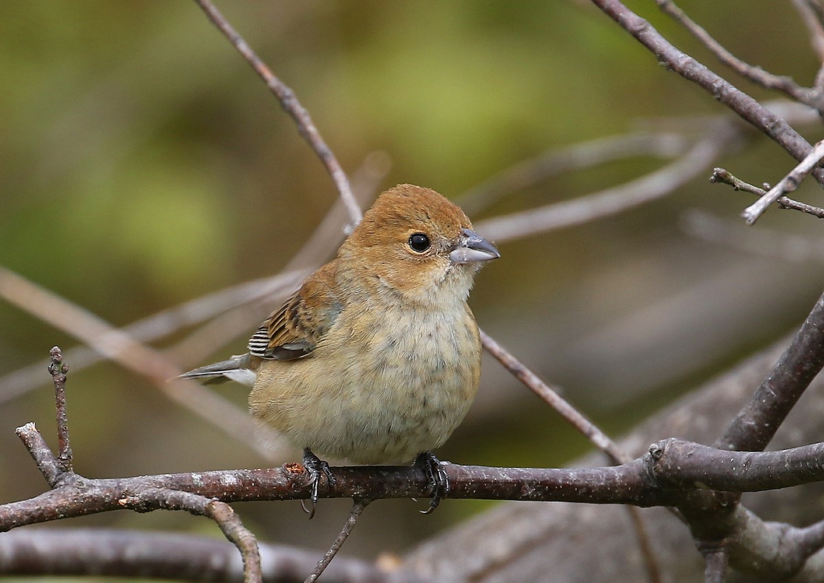 Indigo Bunting - David Forsyth