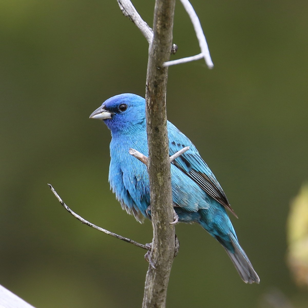 Indigo Bunting - David Forsyth