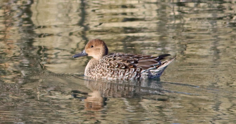 Northern Pintail - ML290793261