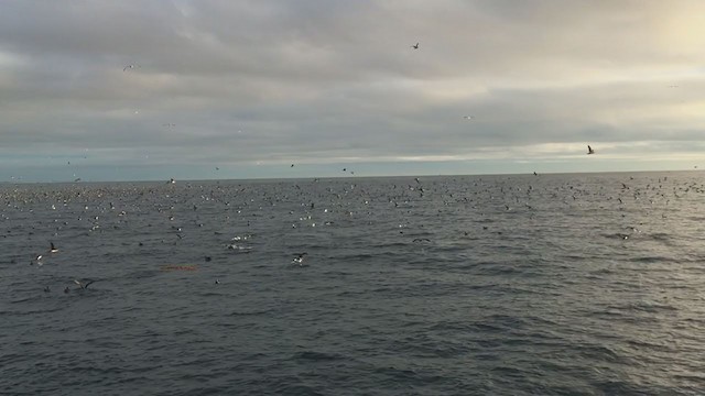 Black-vented Shearwater - ML290793291