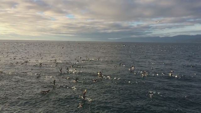 Black-vented Shearwater - ML290793401