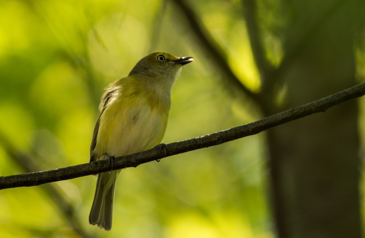 White-eyed Vireo - ML29079381