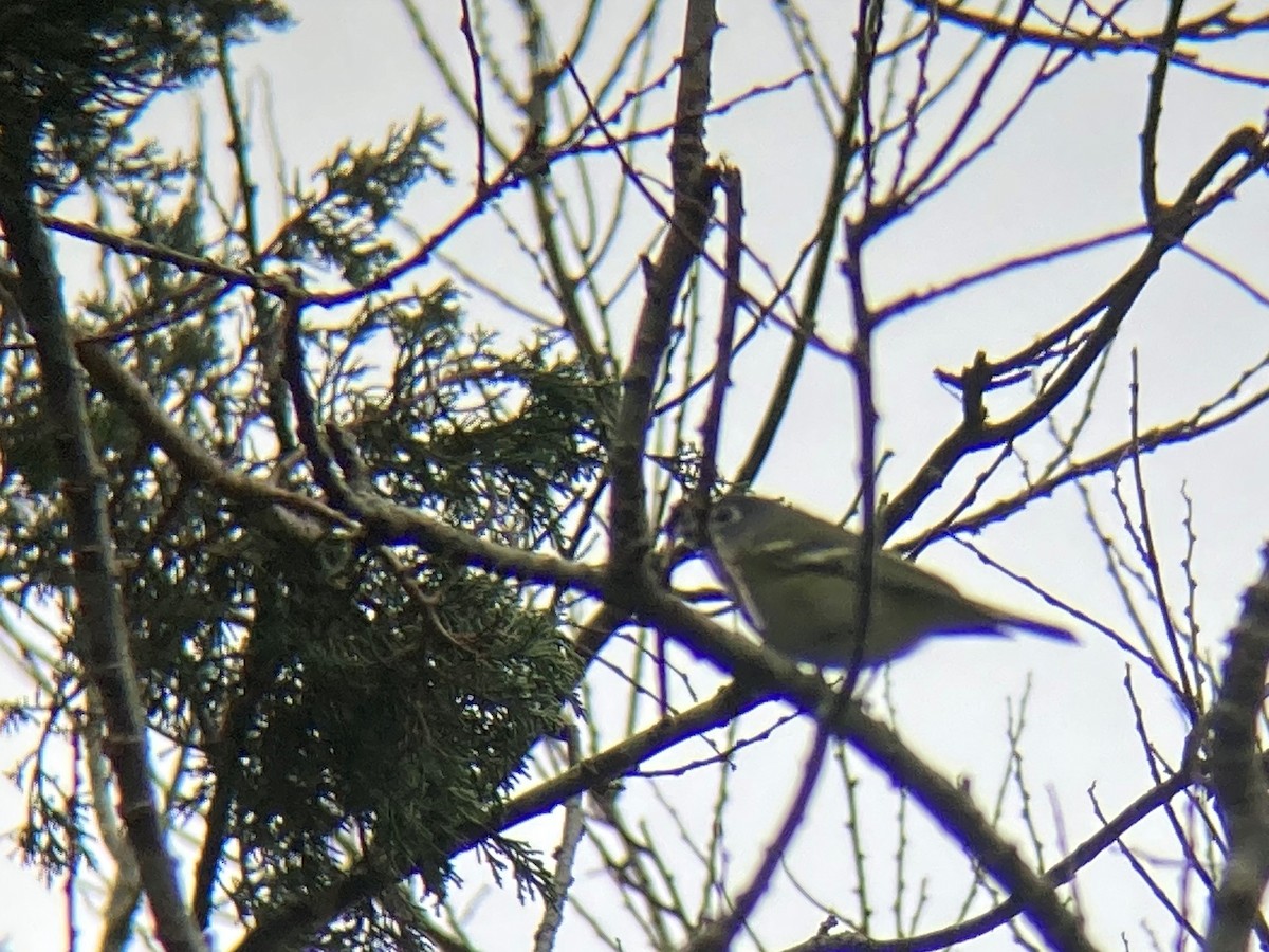 Blue-headed Vireo - Matt Anthony