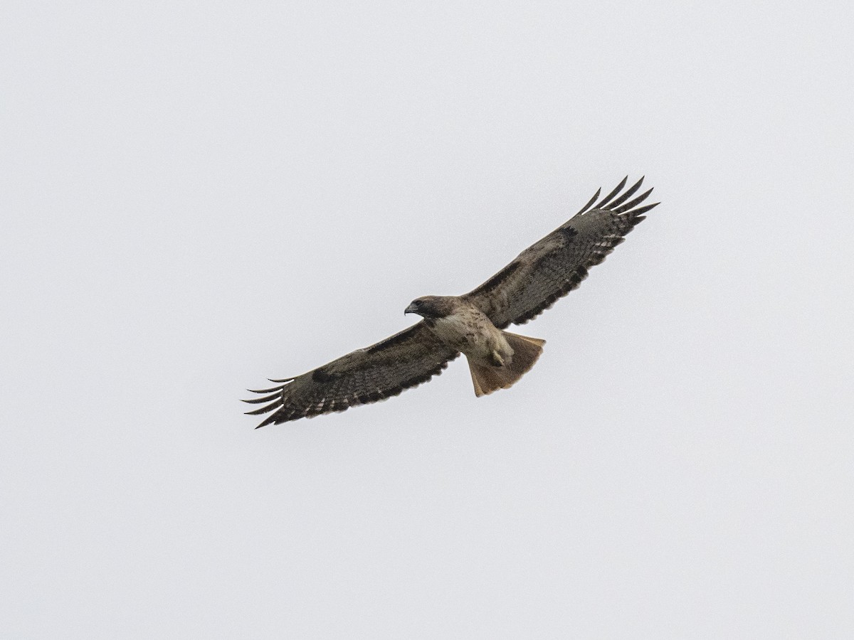 Red-tailed Hawk - ML290795441