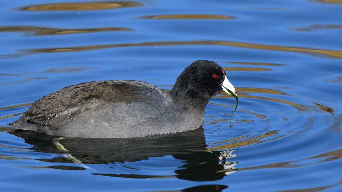 American Coot (Red-shielded) - ML290796841