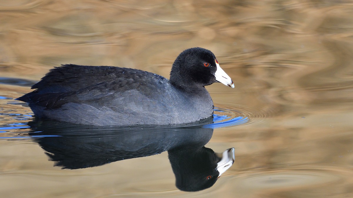 American Coot (Red-shielded) - ML290796851