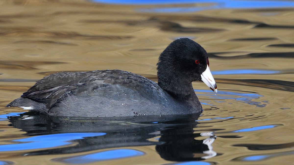 American Coot (Red-shielded) - ML290796871
