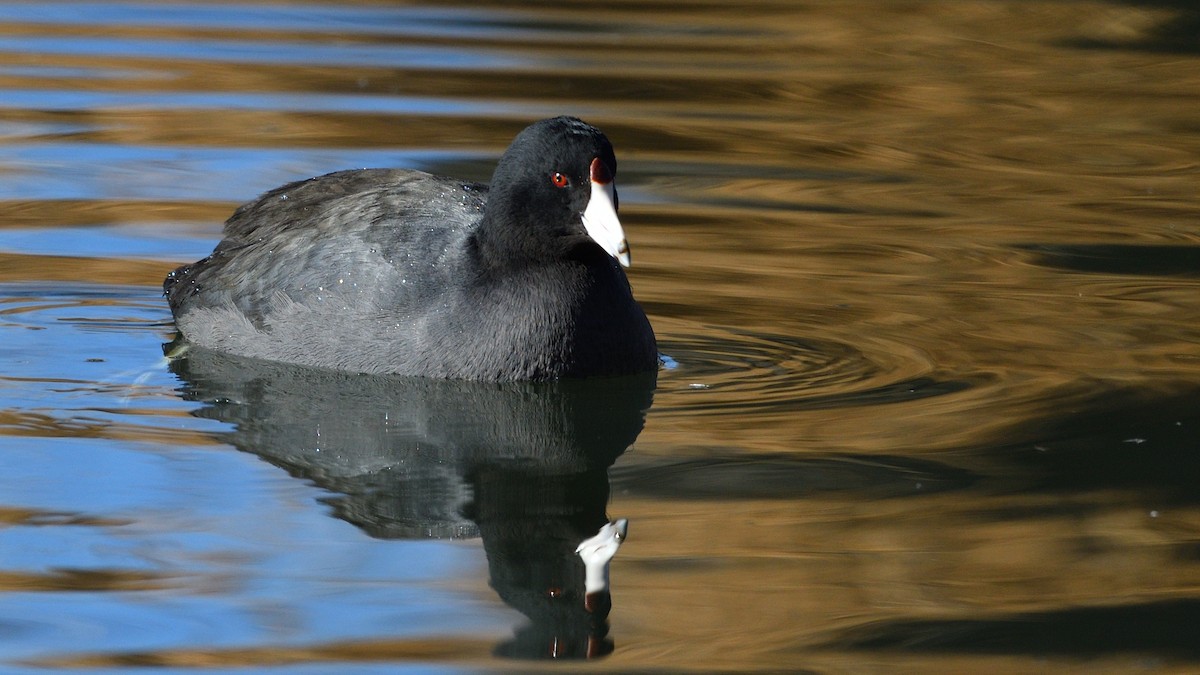 American Coot (Red-shielded) - ML290797131