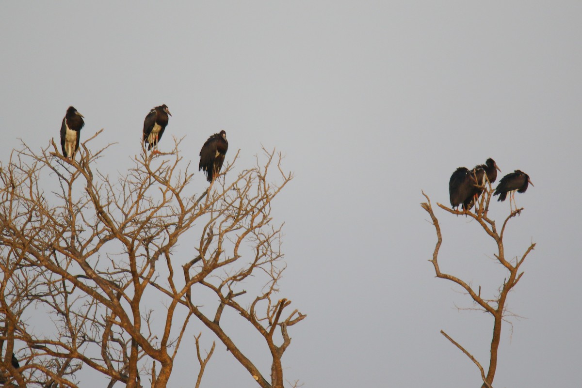 blåmaskestork - ML290797481