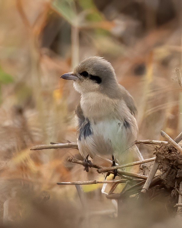 Isabelline Shrike - ML290799421