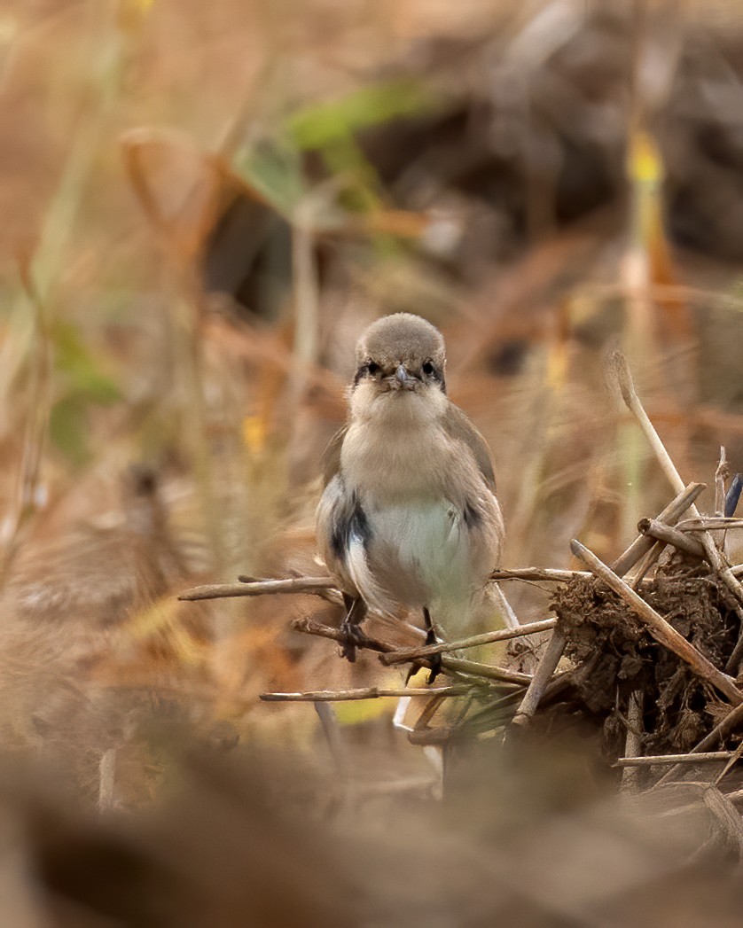 Isabelline Shrike - ML290799441