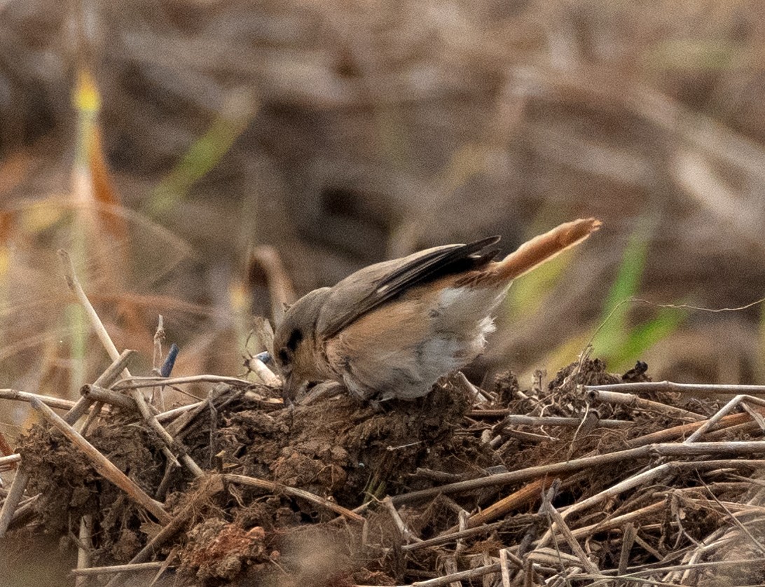 Isabelline Shrike - ML290799451