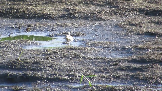 Wilson's Snipe - ML290801491